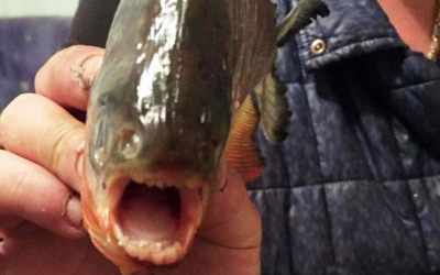 Misterul "peştelui Piranha" pescuit în Maramureş, spulberat. Ce monstru era, de fapt, în apă