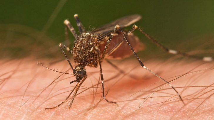 De ce te înțeapă țânțarii mai mult pe tine decât pe alții