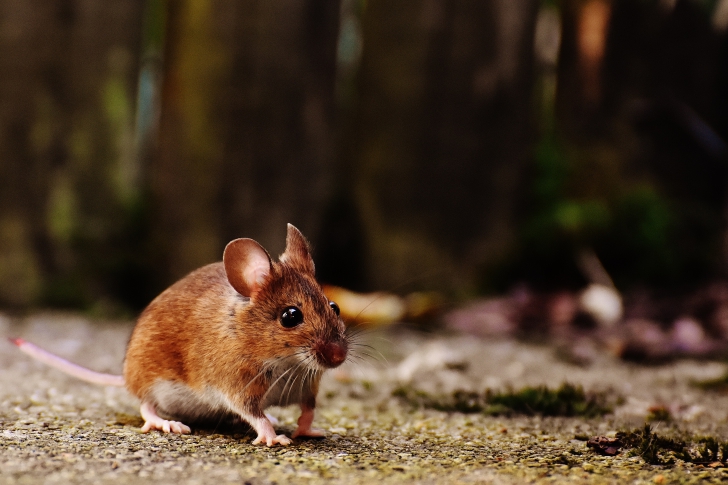 Cum vor cercetătorii să recreeze mintea umană în șoareci