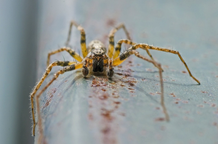 Cum au dresat cercetătorii un păianjen să sară la comandă