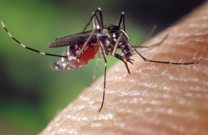 Motivul pentru care țânțarii preferă să te piște de picioare