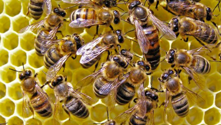 Descoperirea despre albine care demonstrează că sunt total diferite de alte insecte