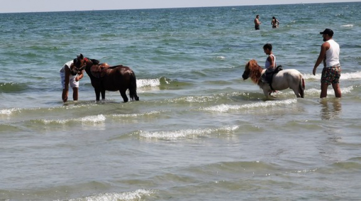 Şi-a spălat caii cu detergent şi spumă în apa mării, lângă plajele de fiţe, la Mamaia
