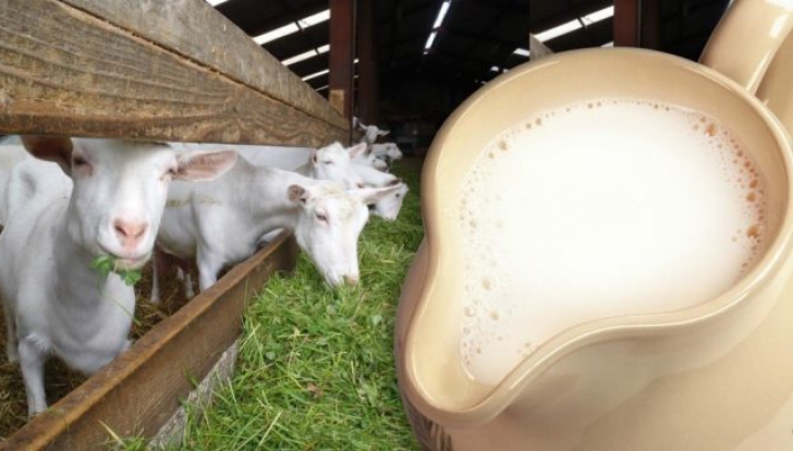 Laptele de capră previne cancerul şi tratează o mulţime de boli. Cum trebuie consumat CORECT