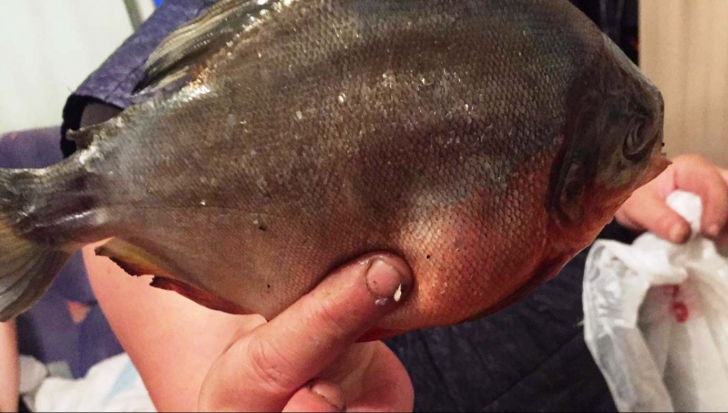 Alertă în Maramureș: pești Piranha, găsiți în apele barajului Firiza, din Baia Mare