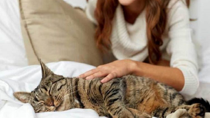Pisicilor le place să fie mângâiate, iar acest obicei aduce beneficii nebănuite