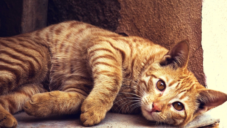 Cât de adorabilă este cea mai letală pisică din lume
