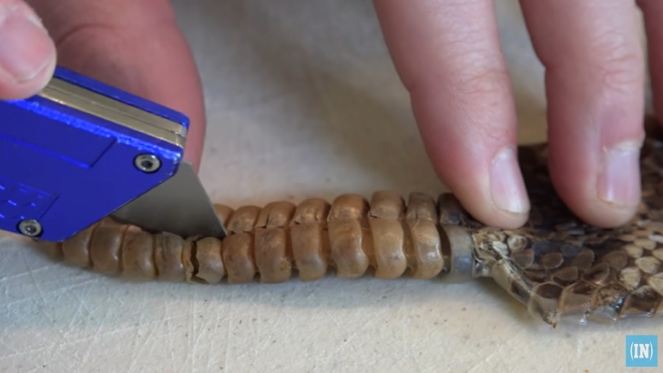 Ce au găsit după ce au tăiat coada unui şarpe cu clopoţei