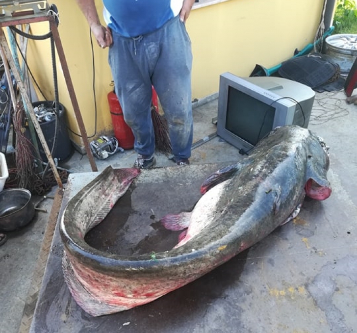 ”Monstrul” din Someș a fost prins azi-dimineață, la ora 05:20! Imagini incredibile. Are 75 de kg