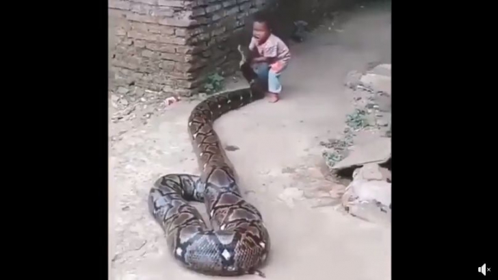 Când copilul a apucat capul șarpelui uriaș, au înghețat toți. Ce a urmat e greu de descris