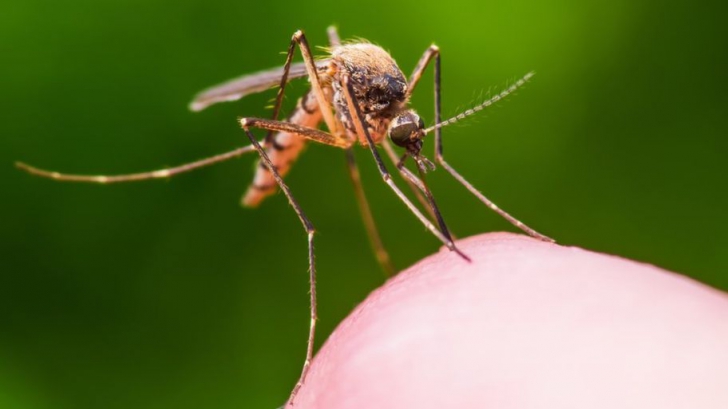 Specialiștii au identificat cea mai mare problemă cu înțepăturile de țânțar