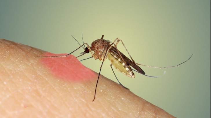 Cod roșu de țânțari, Ministerul Sănătății a dat alarma