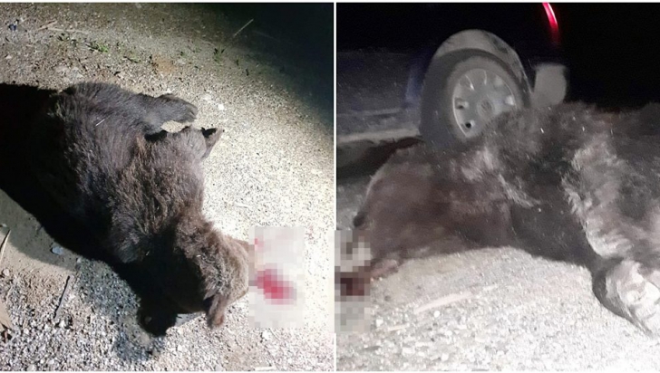 INCREDIBIL. Jandarmii au pierdut puiul de urs pe care l-au ciuruit cu două încărcătoare de pistol 