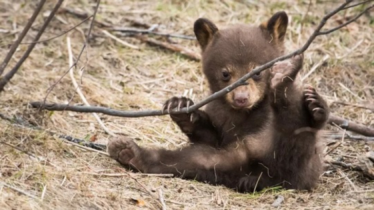 Un pui de urs atât de flămând că nu mai putea să meargă, găsit într-o pădure din Bușteni / Foto:Arhivă