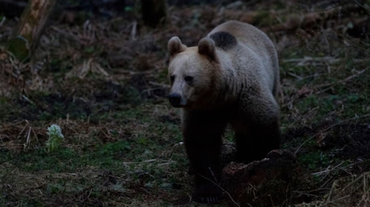 Un urs a intrat în mai multe case din Comarnic şi a atacat animalele din curţi