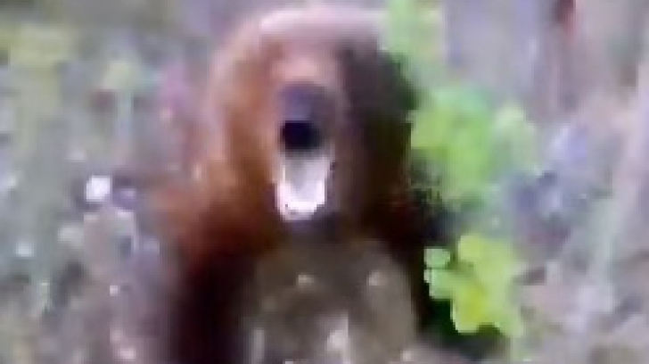 Imagini şocante: a urmărit ursul ca să-l filmeze cu telefonul, dar animalul l-a atacat