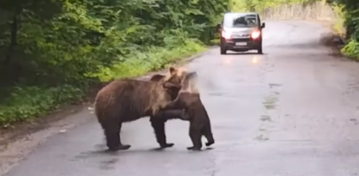Un ursuleţ jucăuş a oprit traficul, în apropiere de Tuşnad(Video)