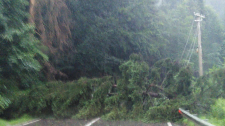 Jale în Harghita din cauza furtunii! Copacii căzuți afectează circulația trenurilor și a mașinilor 