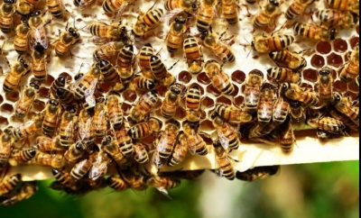 Un bărbat din Bârlad a murit înțepat de albine