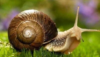 Cum scapi de melcii de gridină după ploile abundente din ultimele zile. Cu toții avem acest CONDIMENT în bucătărie/ Arhivă foto