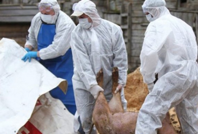 O fermă de porci din Giurgiu, anchetată pentru răspândirea epidemiei de pestă porcină