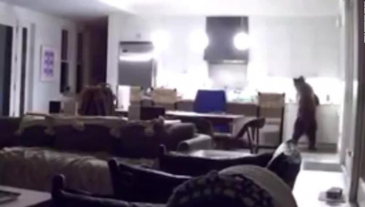 Ursul a intrat în casă și a atacat frigiderul sub privirile terifiate ale copiilor - VIDEO 
