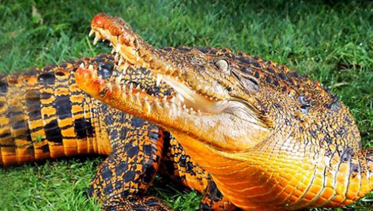 A opta minune a lumii ar putea fi acest aligator descoperit din greșeală de cercetători