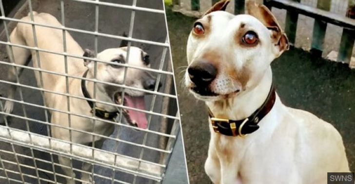 Povestea tulburătoare a câinelui care așteaptă de 900 de zile să fie adoptat