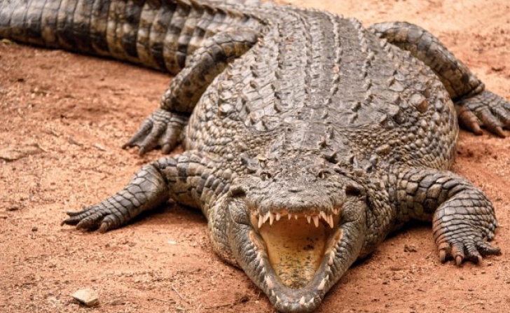 Descoperire înfricoșătoare în stomacul unui uriaș crocodil. Misterul din burta monstrului