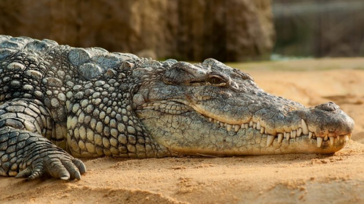 Un copil de 10 ani, smuls de un crocodil din fața fraților lui. A urmat ceva terifiant