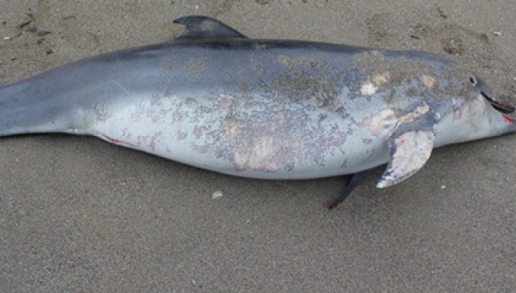Imagine macabră pe plajele din România: cinci delfini, găsiţi morţi