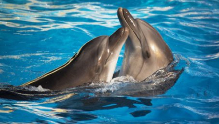 Delfini - imagine de arhivă