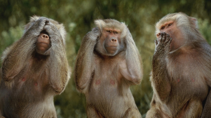 Cercetătorii știu de ce maimuțele nu pot vorbi deși sunt cele mai apropiate rude ale omului
