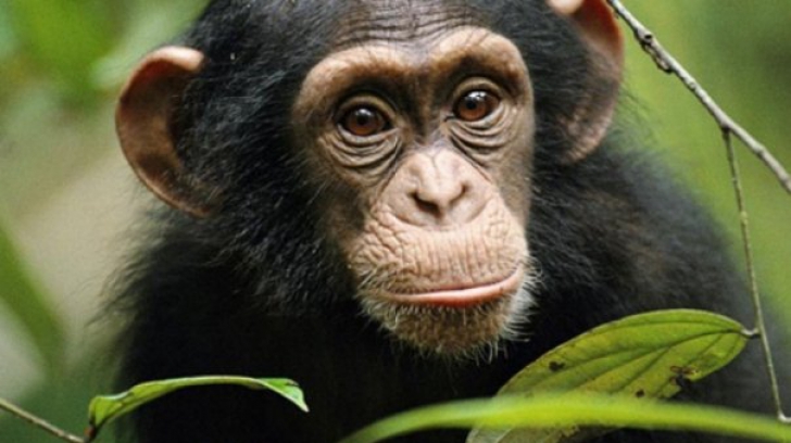 Maimuțele au o abilitate uimitoare: își pot da seama dacă ai sau nu dreptate