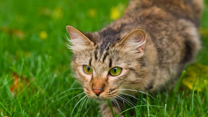 Mai multe specii se află pe cale de dispariție din cauza pisicilor fără stăpân