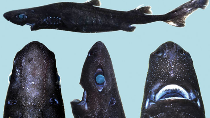 Creatura submarină care strălucește în întuneric îți arată cât de puține știm despre animale
