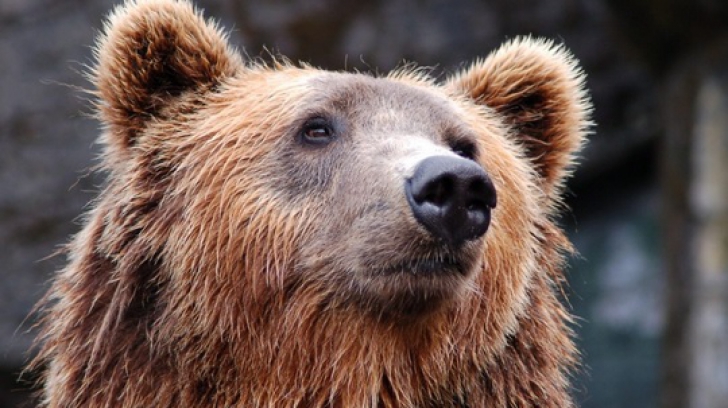 Un urs a murit, după ce a fost lovit de patru mașini, pe autostrada Sibiu-Deva