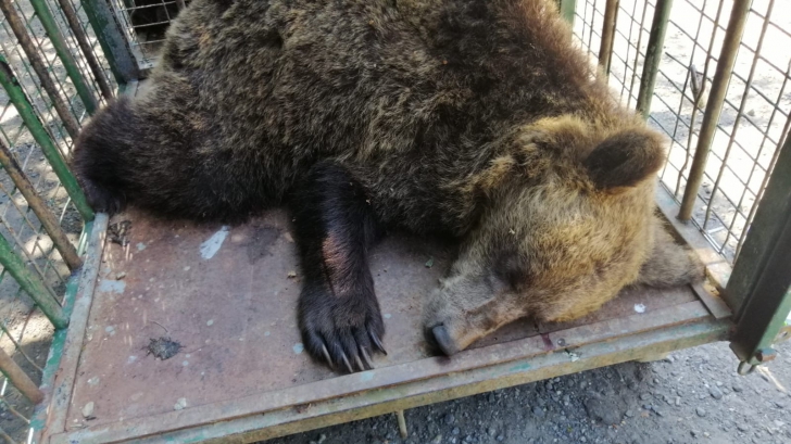 Imagini incredibile: Ursoaica de la Lacul Sfânta Ana și cei trei pui ai săi au fost mutați