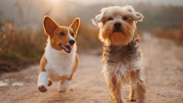 Proiect în Senat: câinii de rasă comună să nu mai fie sterilizați obligatoriu – Propunerea parlamentarilor UDMR şi PSD