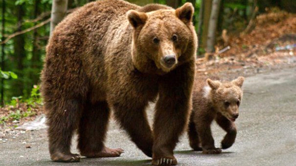 O ursoaică și puiul ei au băgat spaima în loclanicii din Baia de Fier! Animalele sălbatice, observate plimbânu-se nestingherite pe stradă