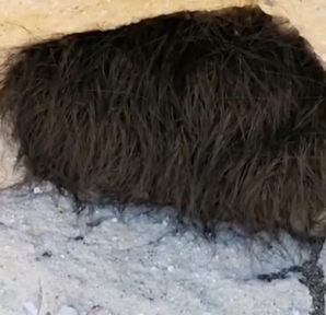 Credea că e un animal, dar, c&acirc;nd l-a atins, s-a dezlănțuit COȘMARUL! Ce era, de fapt, acolo