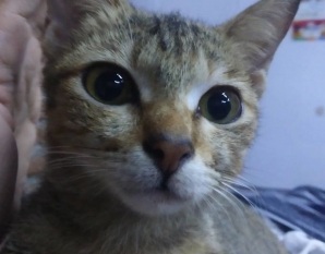 După ce i-a ros căștile, pisicuța i-a făcut un "cadou" care l-a &icirc;ngrozit. Ce i-a adus &icirc;n casă