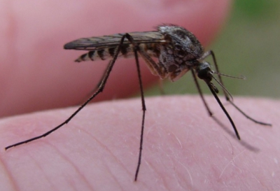 Foto cu caracter ilustrativ / Arhivă