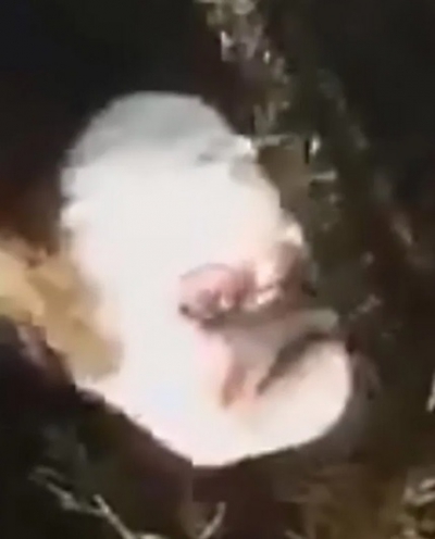 Imagini terifiante, în Argentina! Misterul vițelușului-mutant cu față de OM. Cum arată creatura