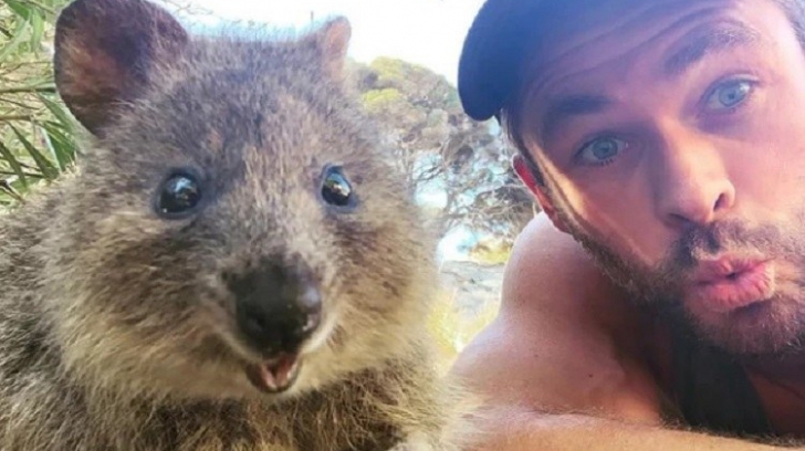 Cum ajută selfie-urile cu Quokkas, cel mai fericit animal din lume, la salvarea speciei