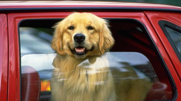 5 lucruri la care oamenii nu sunt atenți când își plimbă câinii cu mașina