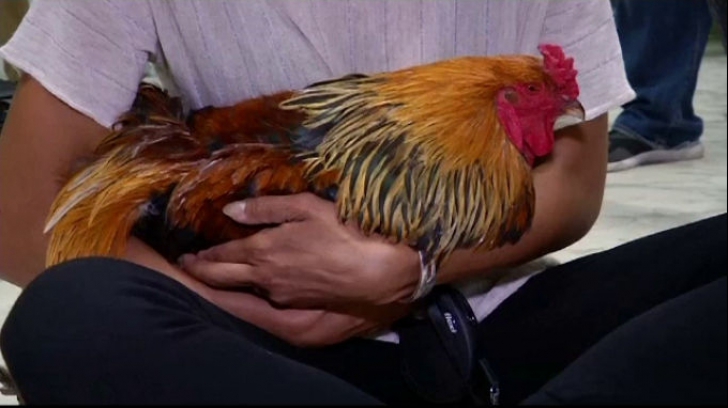 Cocoșul Maurice a câștigat un proces bizar. Lumea a râs