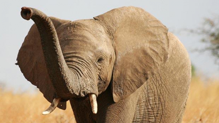 Oamenii de știință au aflat de ce trompa elefantului e un exemplu unicat de organ
