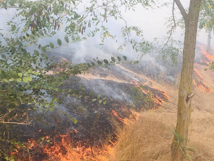 Incendiu puternic în Delta Dunării: ard 10 hectare de vegetaţie uscată