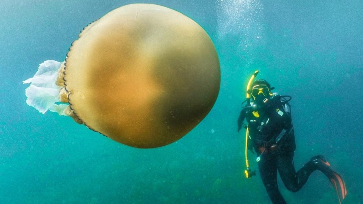 Imaginea care a făcut furori pe internet: ce are special această meduză